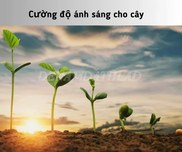 Cường độ ánh sáng cho cây theo môi trường và loại cây