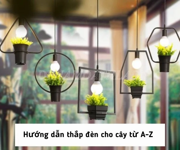 Hướng dẫn Thắp đèn cho cây Hoa Cúc - Mai - Thanh Long từ A-Z