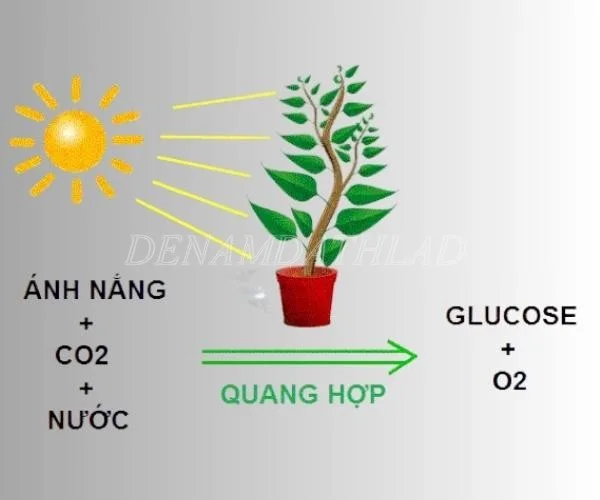 Ánh sáng giúp cây quang hợp