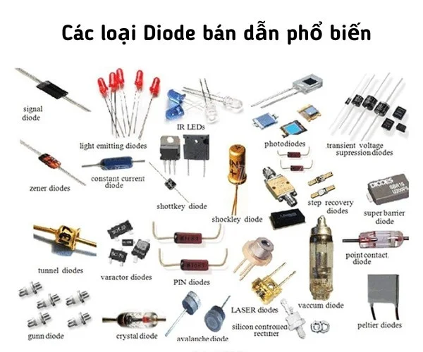 cac-loai-diot-ban-dan-pho-bien