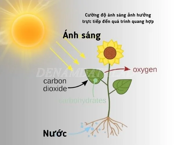 Cường độ ánh sáng ảnh hưởng trực tiếp đến quang hợp