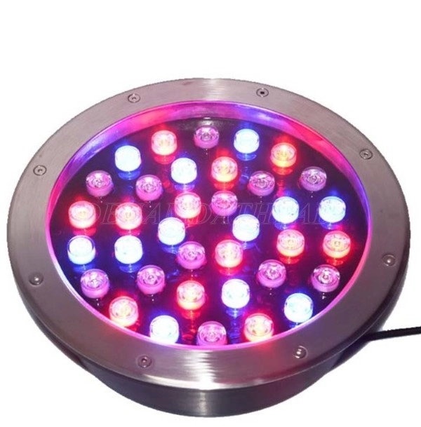 Chip LED được bố trí đều trên mặt đèn